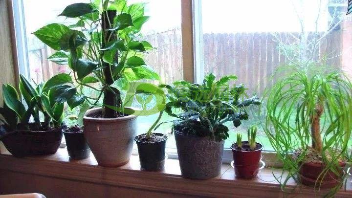 室內植物養護注意事項