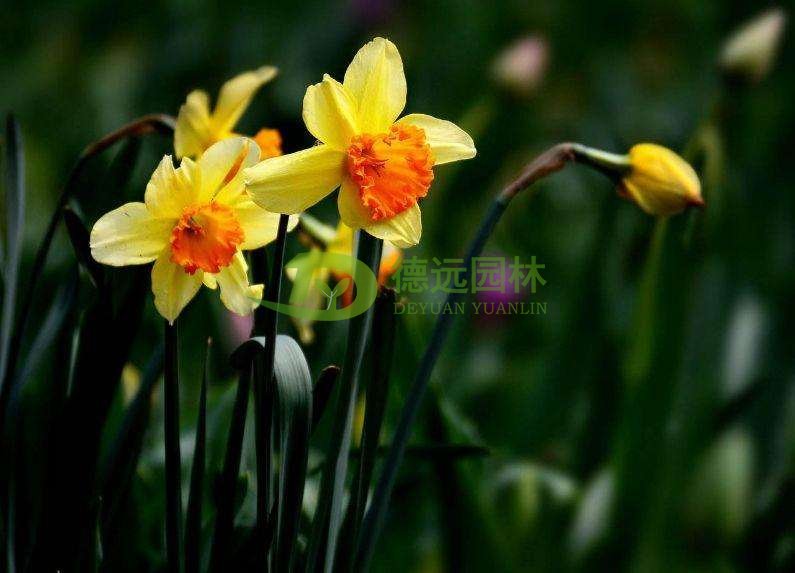 冬季花卉病蟲(chóng)防治措施