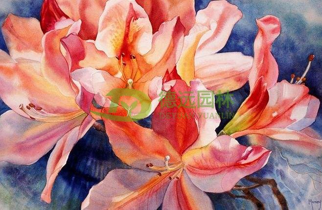 常見(jiàn)花卉病蟲(chóng)害介紹——穿孔病